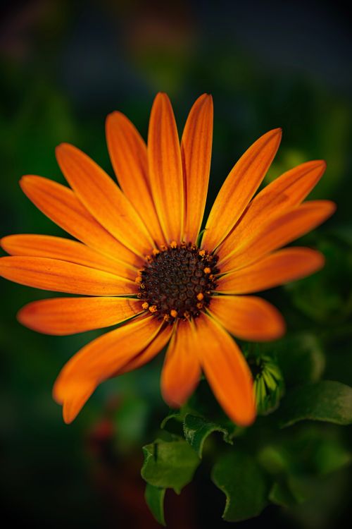 Free Close-up of a vibrant orange African daisy (Osteospermum) in full bloom, highlighting its beauty. Stock Photo