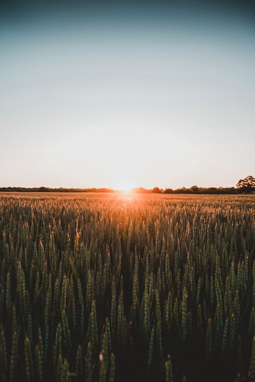 Free Golden sunrise illuminating a wheat field in England, capturing nature's tranquility. Stock Photo