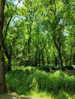 Sunlit summer forest with dense green foliage, capturing a tranquil natural scene.