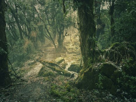 Chitwan jungle safari for rhinos — Nepal