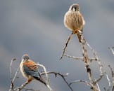 两只美国红隼栖息在光秃秃的树枝上，背景一片模糊