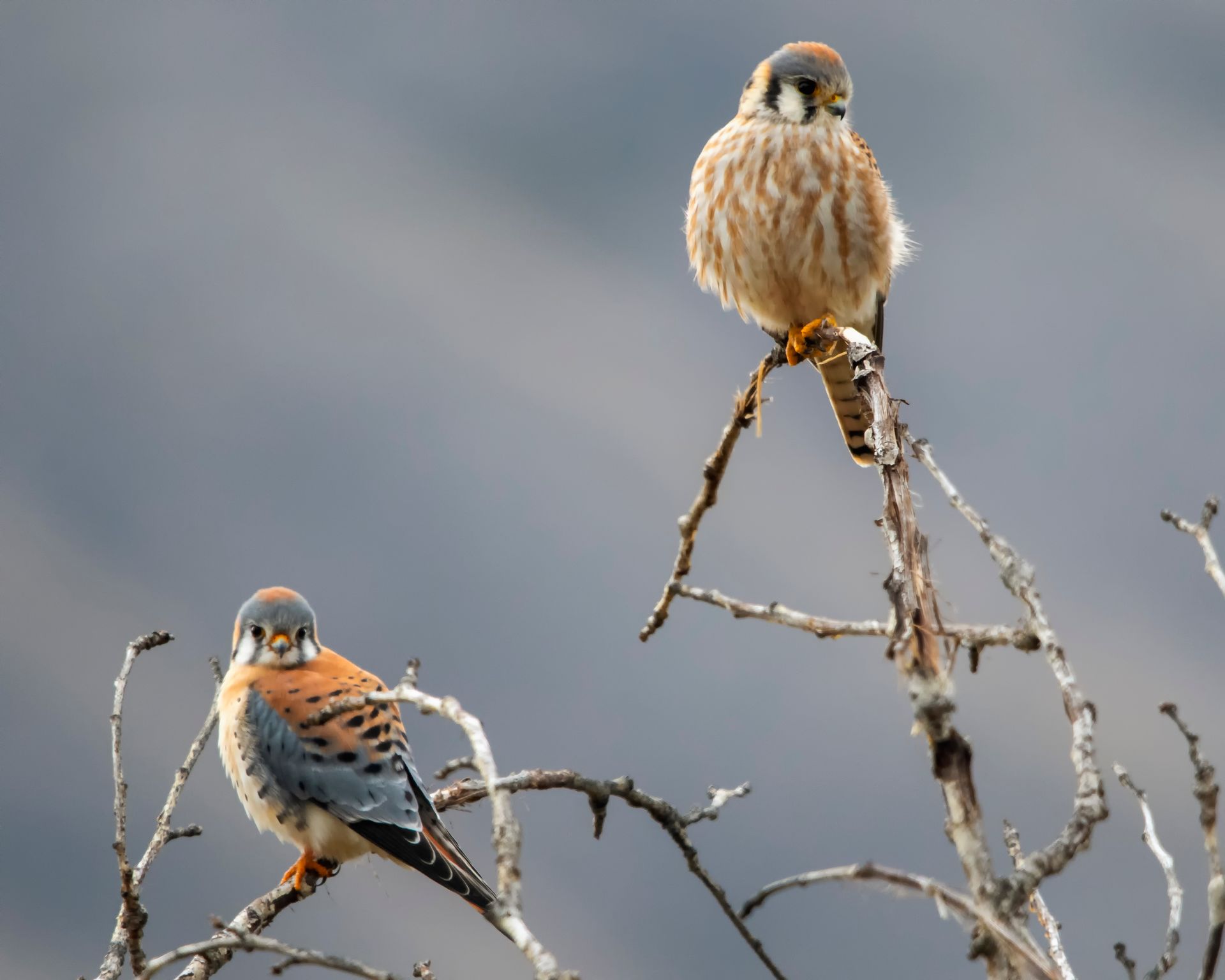Brown and White Bird on Brown Tree Branch