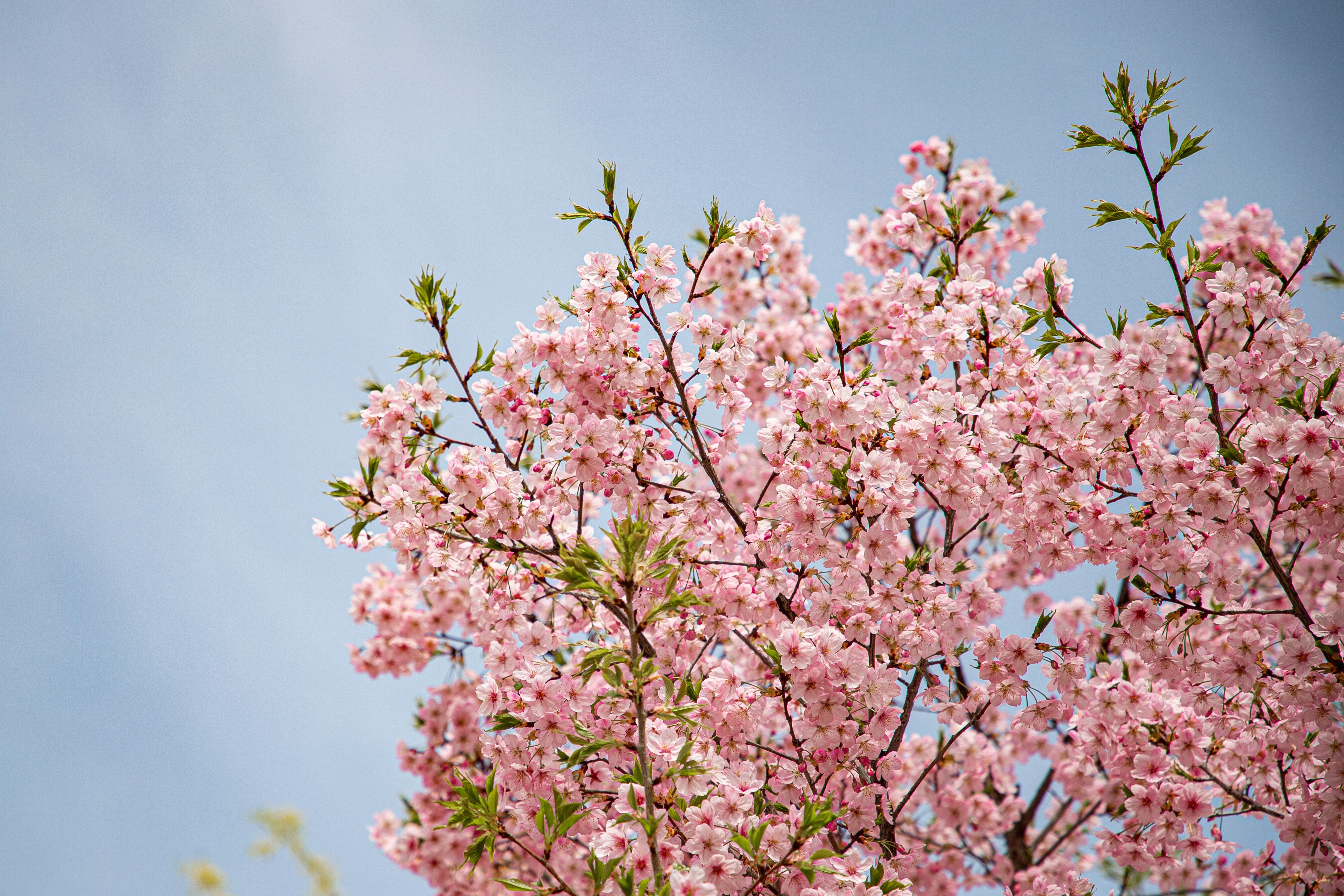 Cherry Blossom Tree Under Clear Blue Sky · Free Stock Photo
