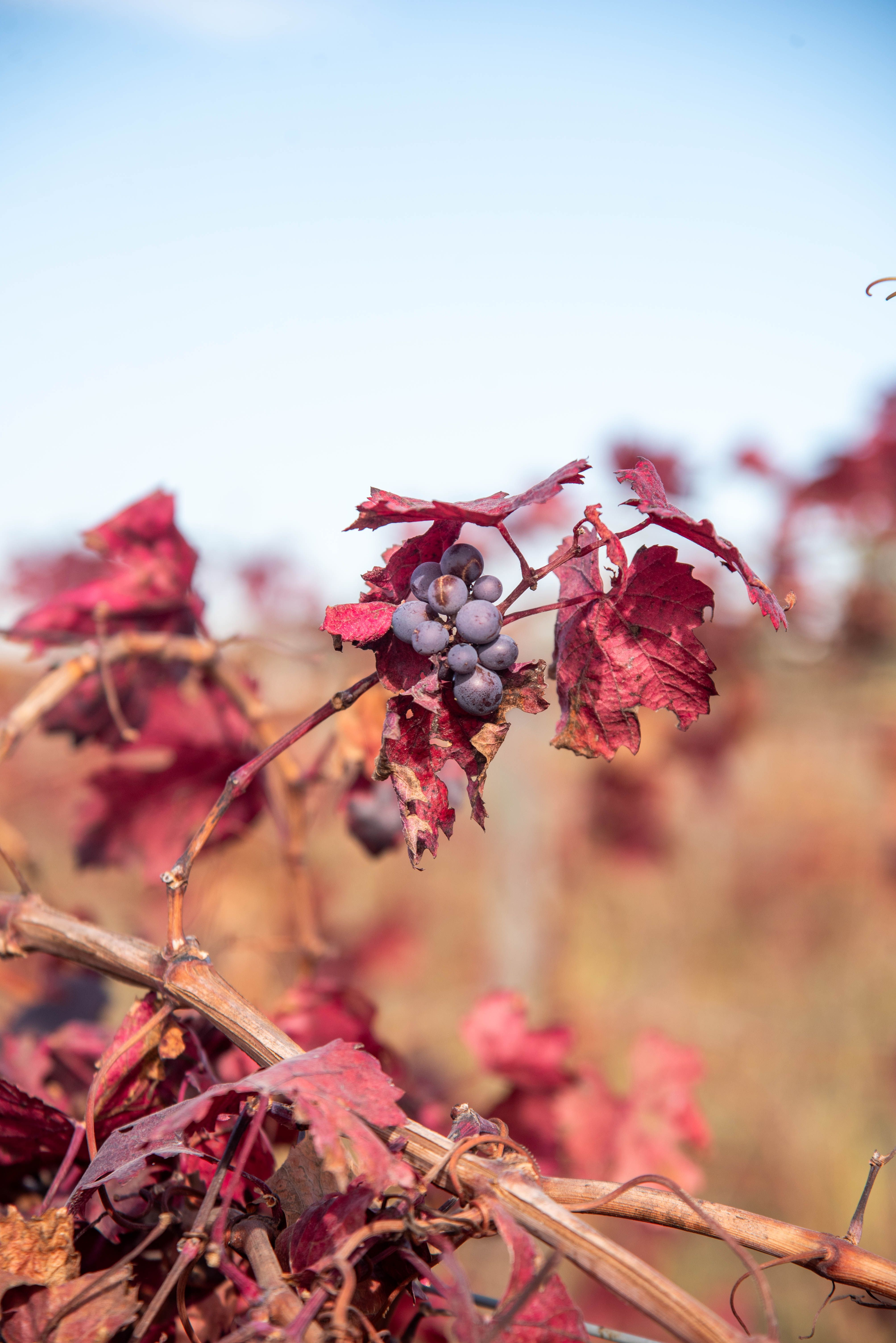 Close-up of ripe grapes hanging on red vine leaves in an autumn vineyard.