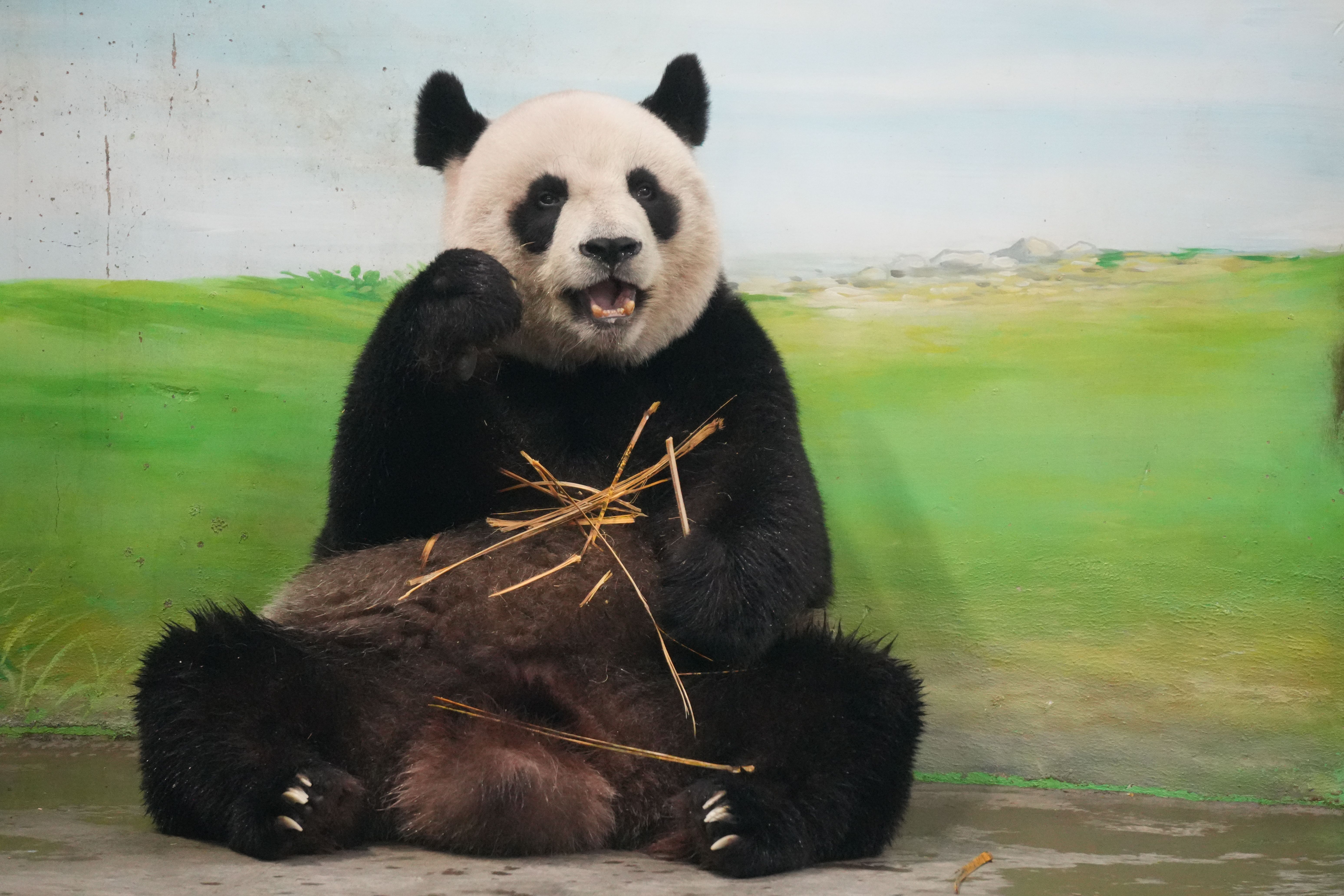 Giant Panda Enjoying Bamboo Indoors · Free Stock Photo