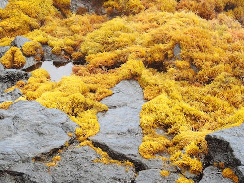 Free From above wet rocky seashore covered with yellow thick algae during daytime Stock Photo