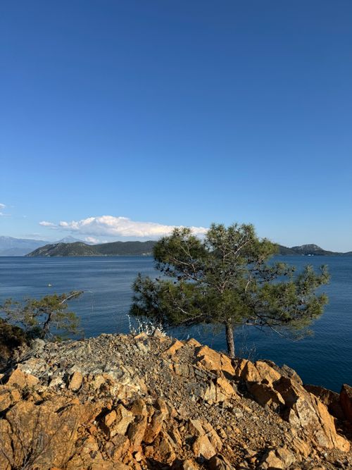 Free Serene view of a lone pine tree on rocky cliffs by the Mediterranean Sea under a clear blue sky. Stock Photo