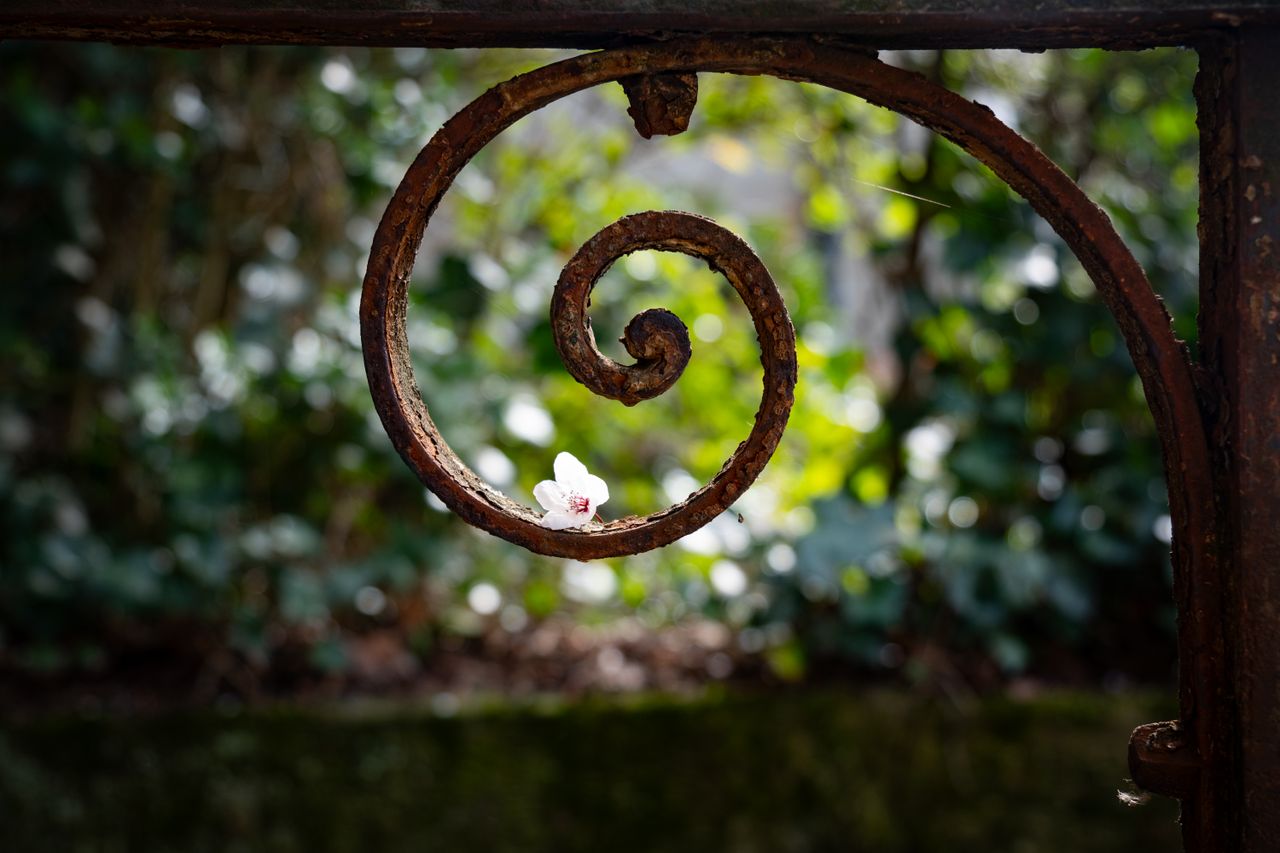 closeup of a rusty iron spiral with a delicate cherry blossom in a spr