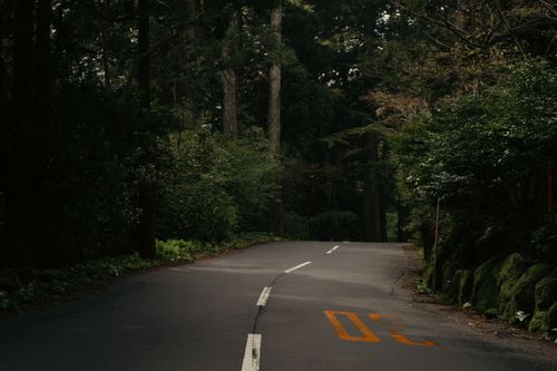 Free Serene forest road in Hakone, Japan, with lush greenery and soft daylight. Ideal for travel and nature themes. Stock Photo