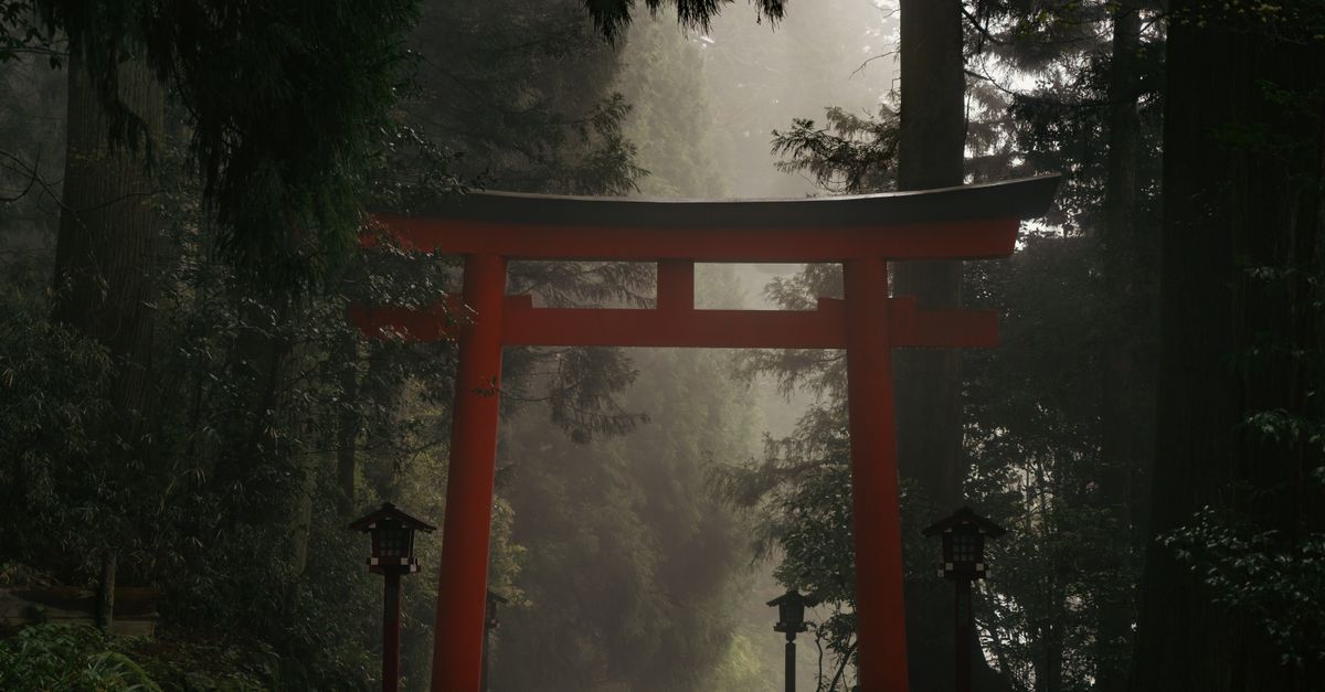ancient pilgrimage trail through mossy cedar forest in Japan