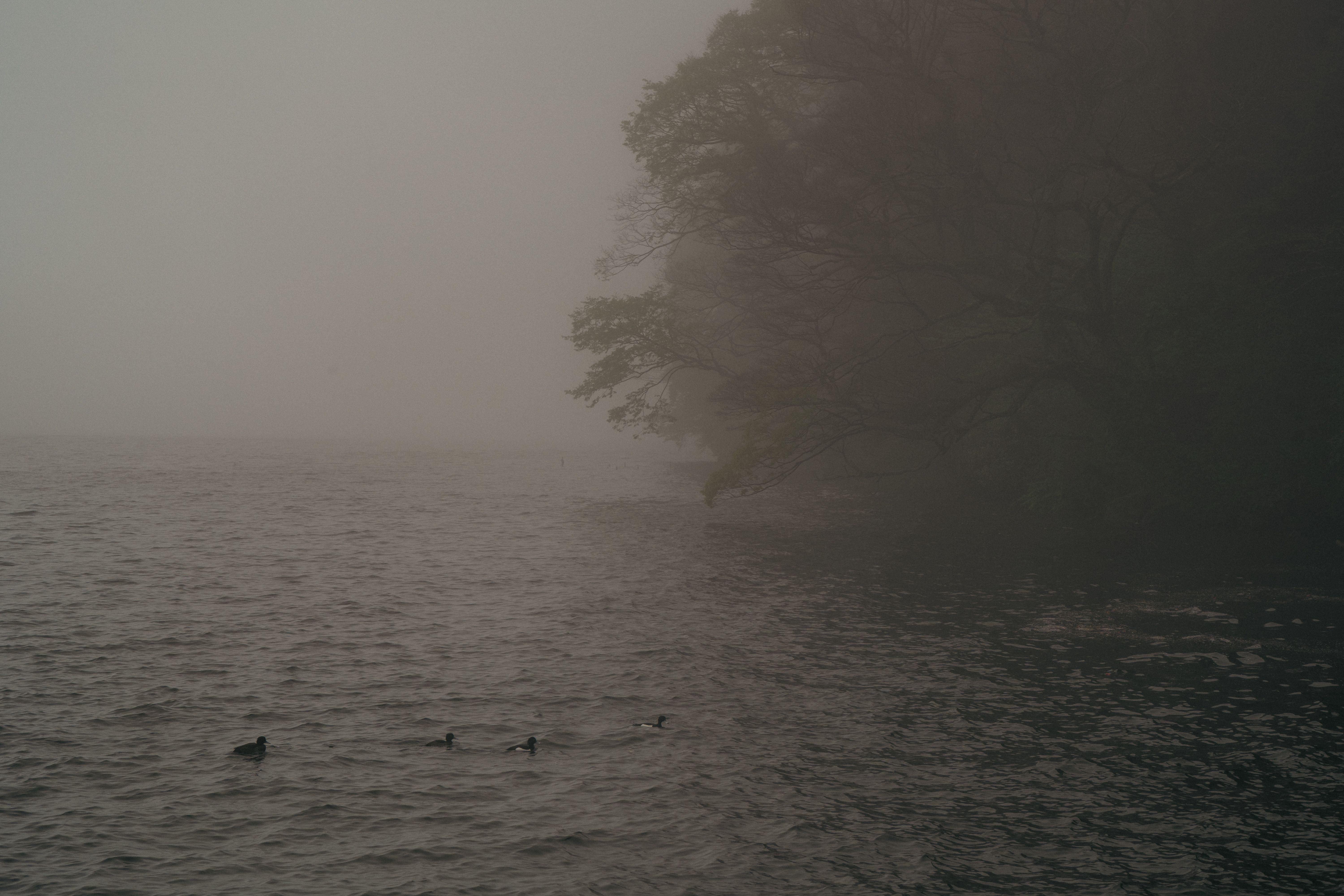 Hakone, foto van Iban Lopez Luna