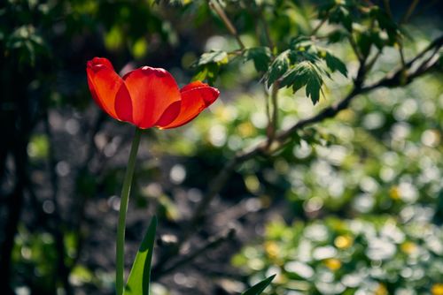Free A close-up of a vibrant red tulip blooming with sunlight streaming through a lush green garden. Stock Photo
