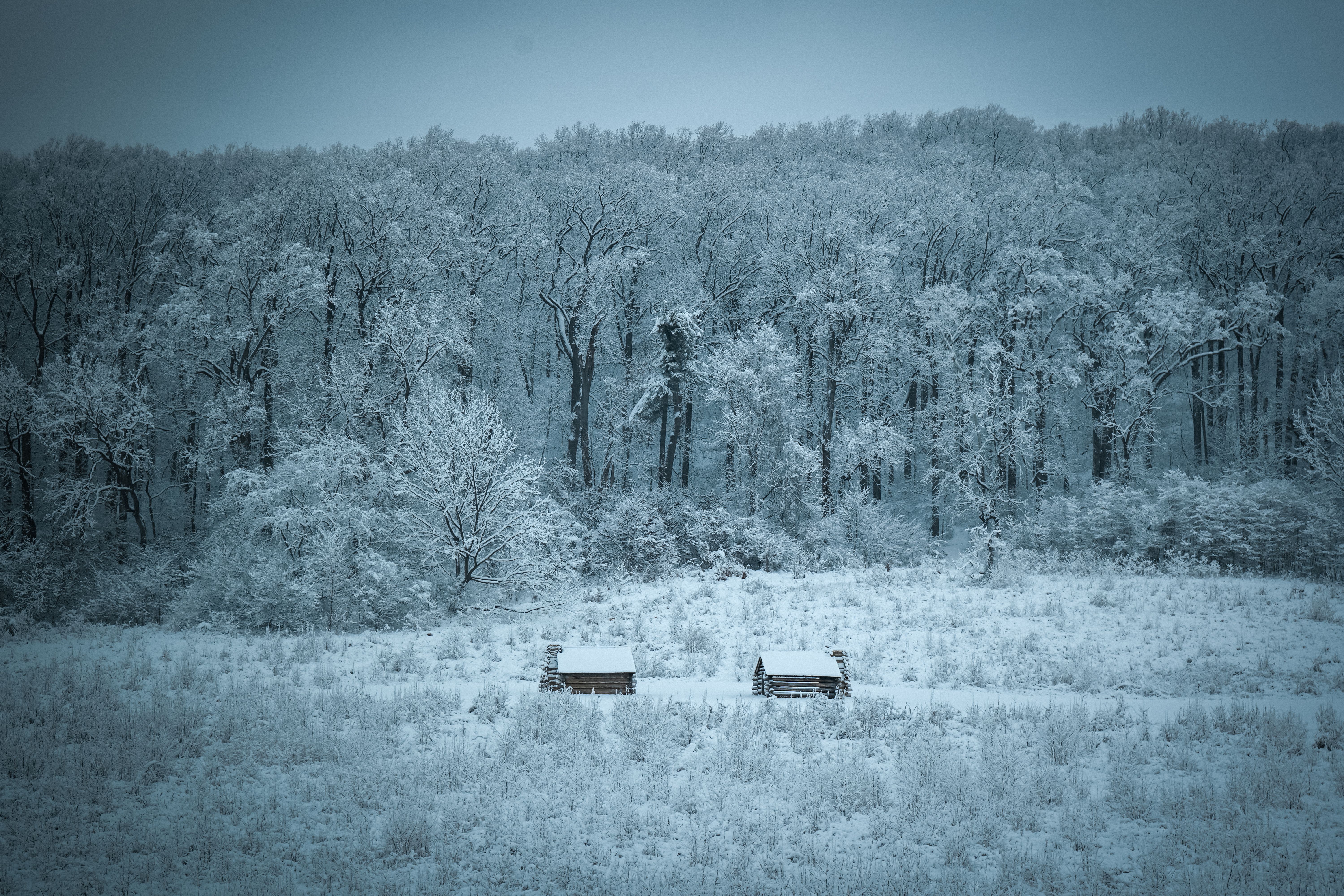 Serene Winter Landscape with Snowy Forest · Free Stock Photo