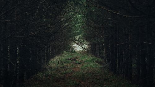 Free A serene forest pathway with dense trees in Saratov, Russia, creates a mystical atmosphere. Stock Photo