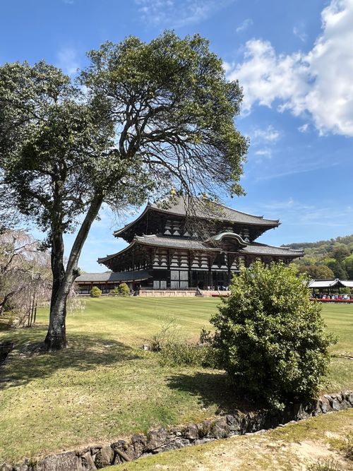 Free A serene view of Todai-ji Temple surrounded by lush greenery under a blue sky in Nara, Japan. Stock Photo