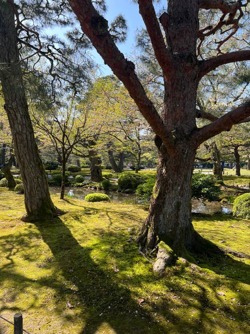 Free Peaceful view of a Japanese garden with sunlit trees and lush greenery, showcasing nature's tranquility. Stock Photo