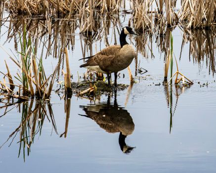 A serene Canadian goose stands in a marsh with its reflection in Olympia, Washington.