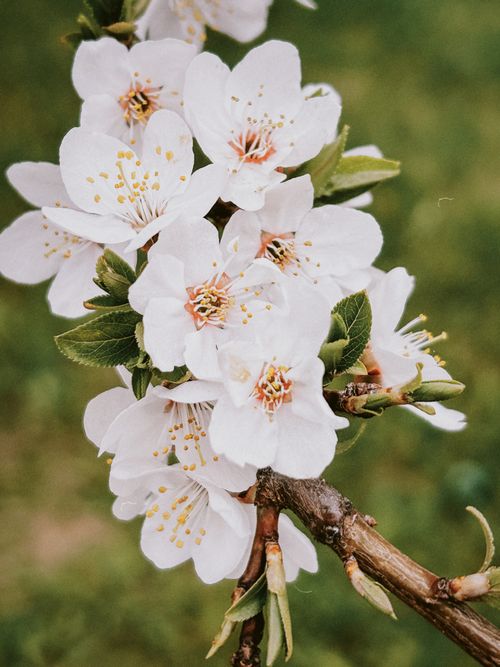 Free A vibrant close-up of cherry blossoms in full bloom on a sunny spring day. Stock Photo