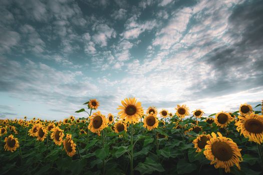 Beautiful sunflower field under a dramatic sky at sunrise in Chesny, Grand Est, France.