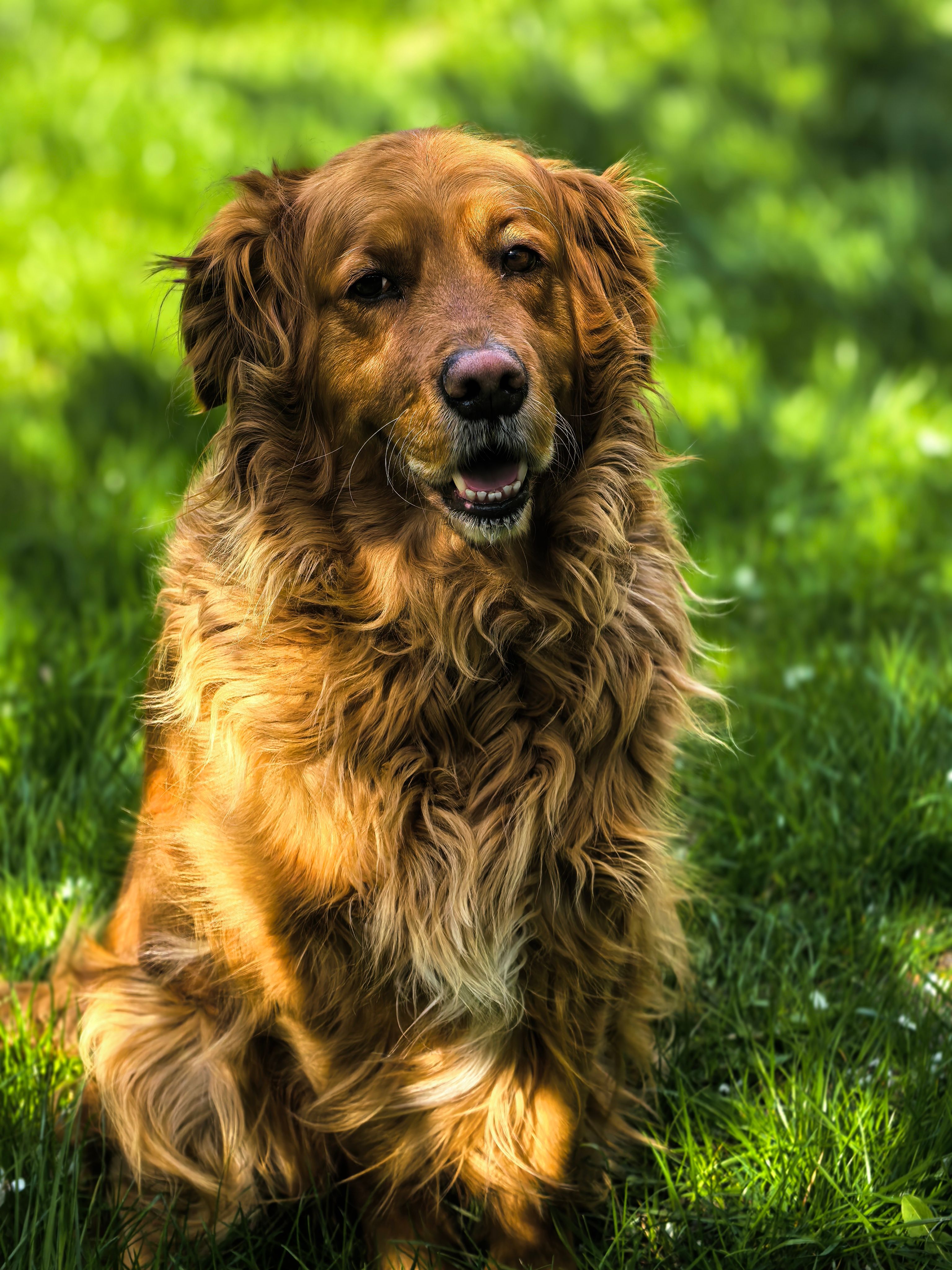 healthy dog with shiny coat, benefits of fish oil for senior dogs skin and coat