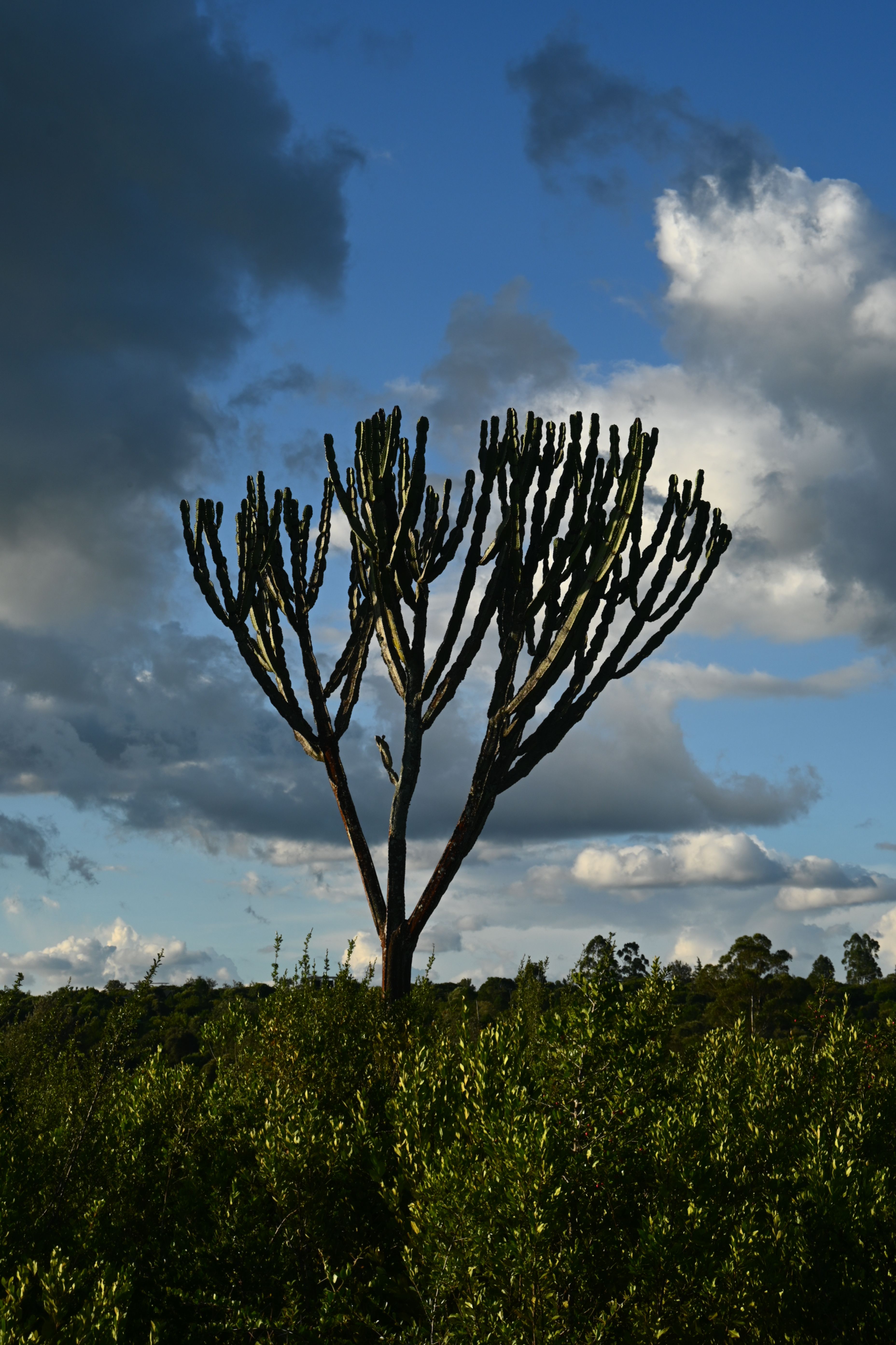 Kenya Candelabra tree silhouetted against a dramatic cloudy sky, capturing nature's unique beauty.