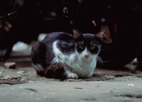 Free Black and white stray cat resting on an urban street in Dhaka, Bangladesh. Stock Photo