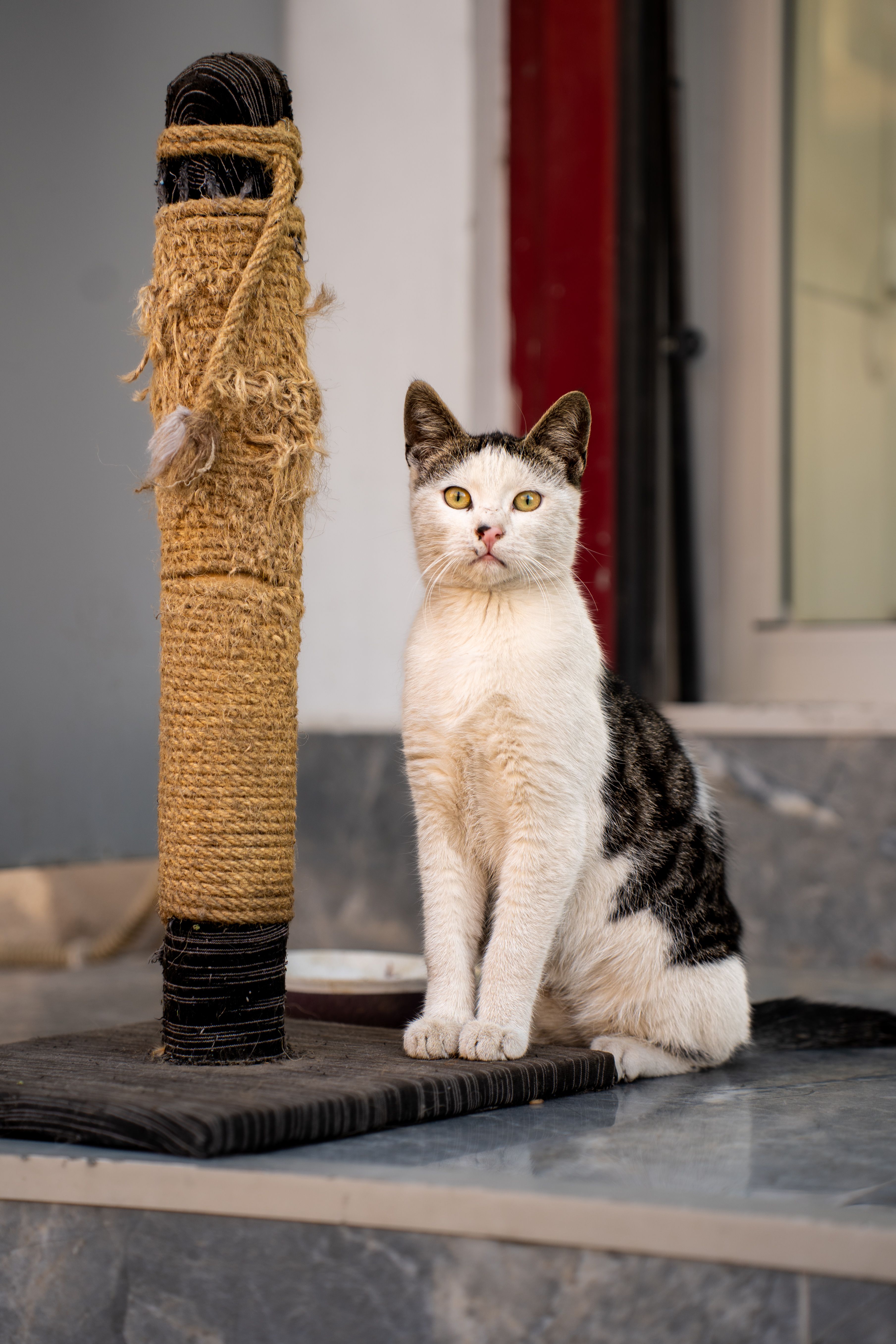 Arranhador para Gatos