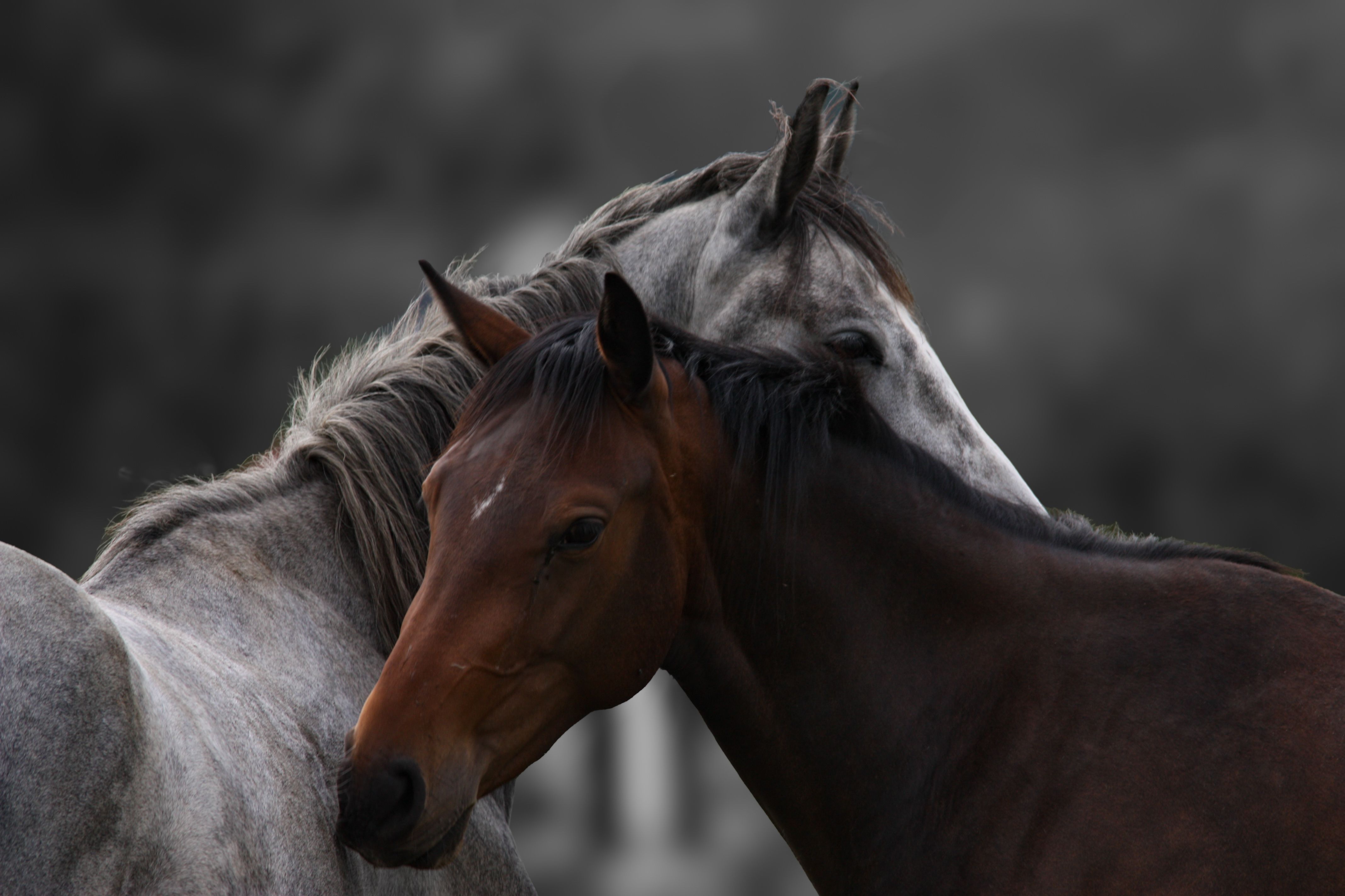 <span>Breeding Program Meets Big Data</span>