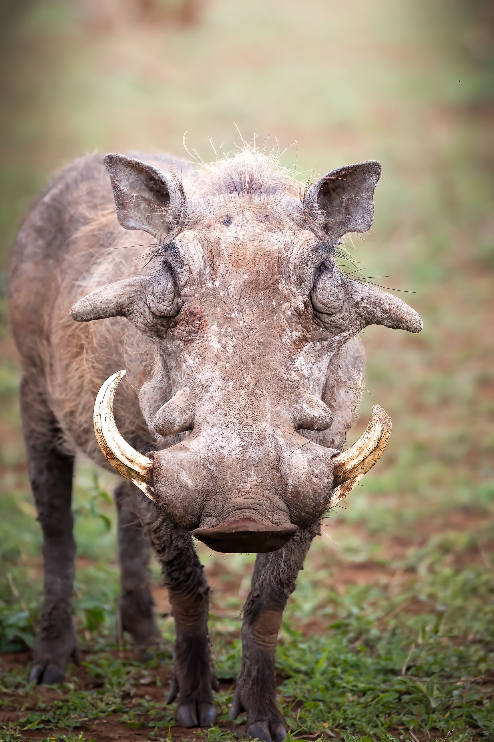 phacochoerusafricanus, アフリカ, アフリカのサバンナ, アフリカの