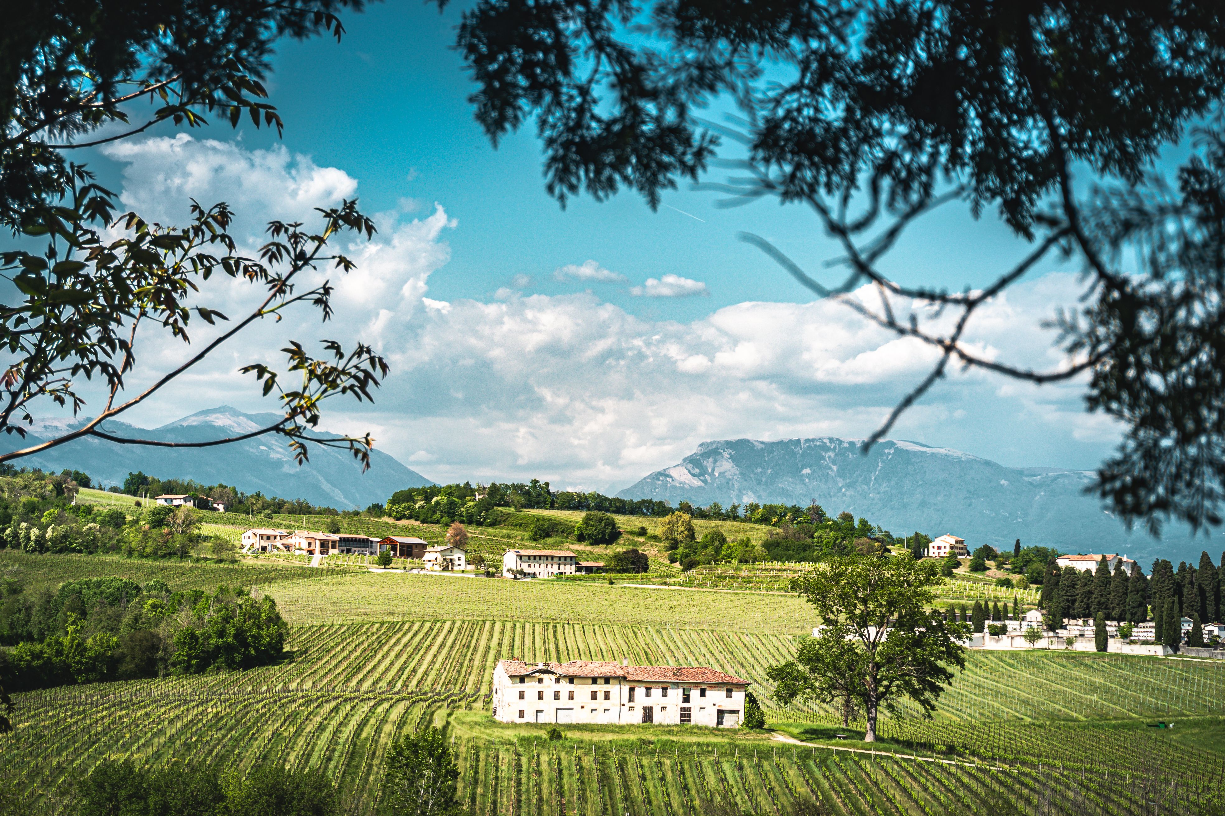Azienda Vitivinicola La Scagliara