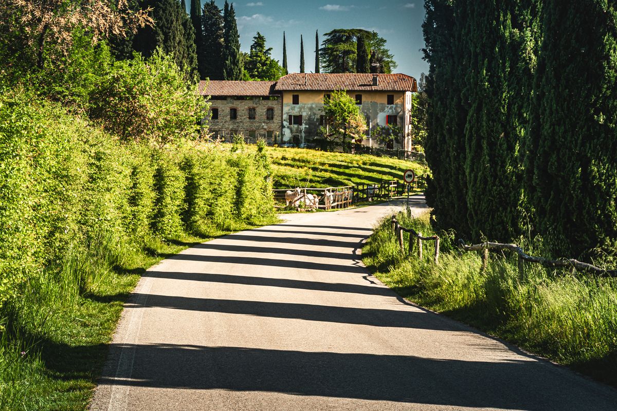 Drum mărginit de chiparoși ducând spre o vilă istorică din Veneto
