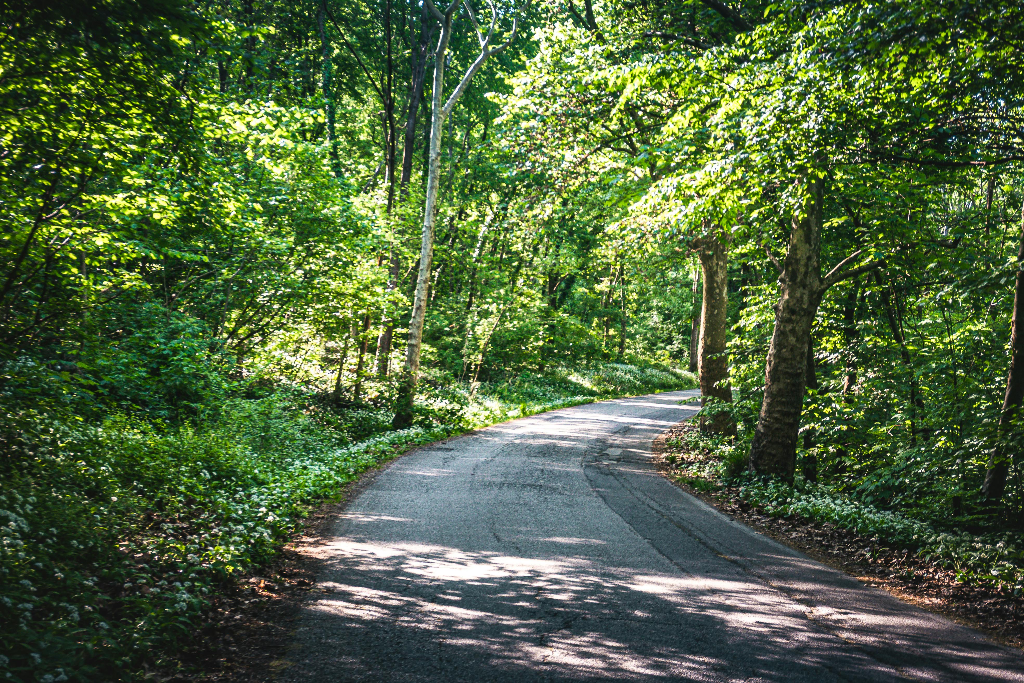 Charlottesville Parks &amp; Recreation Outdoor Pools Open Memorial Day Weekend — Photo by Cătălin Todosia on Pexels