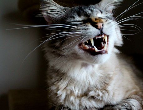 cat dental care at home AVMA recommendations