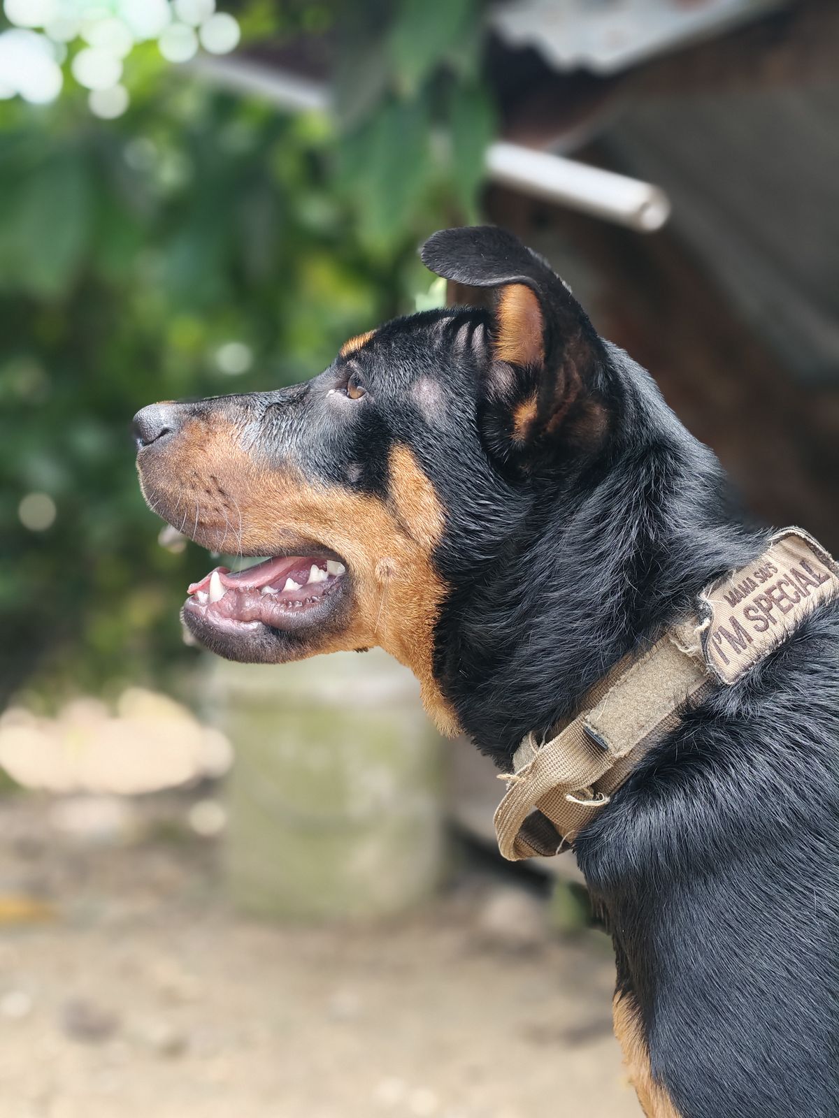 Black and tan dog wearing a collar relevant to Nuvopet GPS collars, Bluetooth trackers, and smart pet wearables