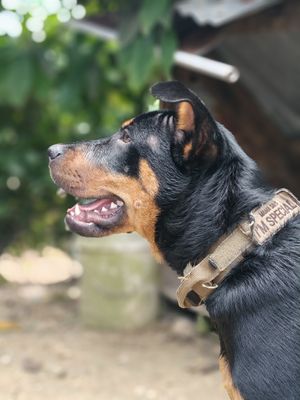 Dog stock photo used for demo profile Ranger