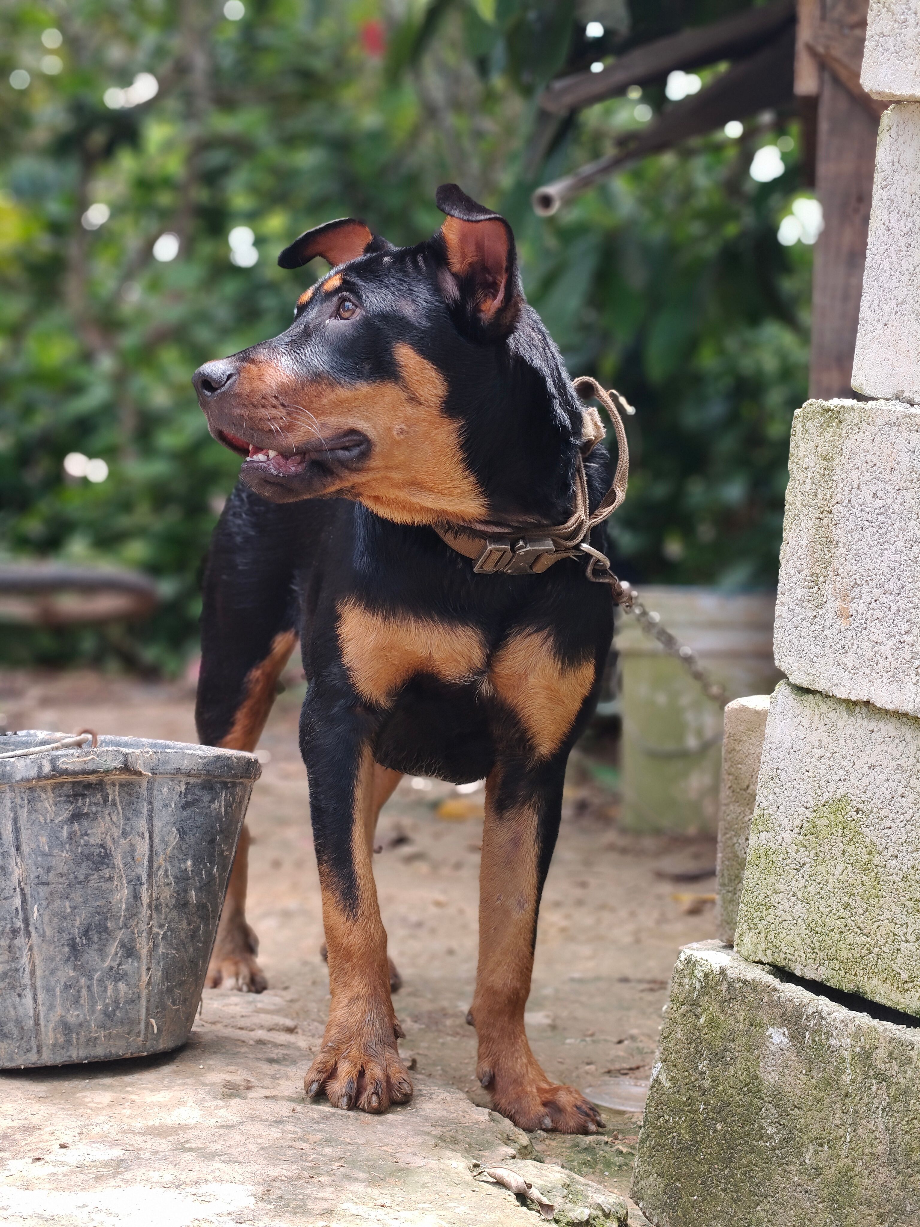 Rottweiler Dog Outdoors in a Rural Setting · Free Stock Photo