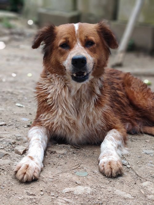 Free A brown mixed breed dog relaxing on the ground outdoors, showcasing its fluffy fur. Stock Photo