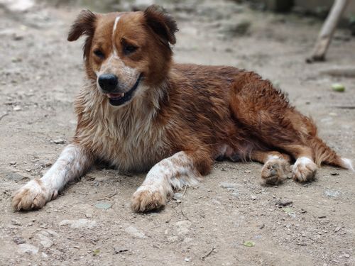 Free Charming brown and white dog lying on the ground, radiating a calm and friendly demeanor. Stock Photo