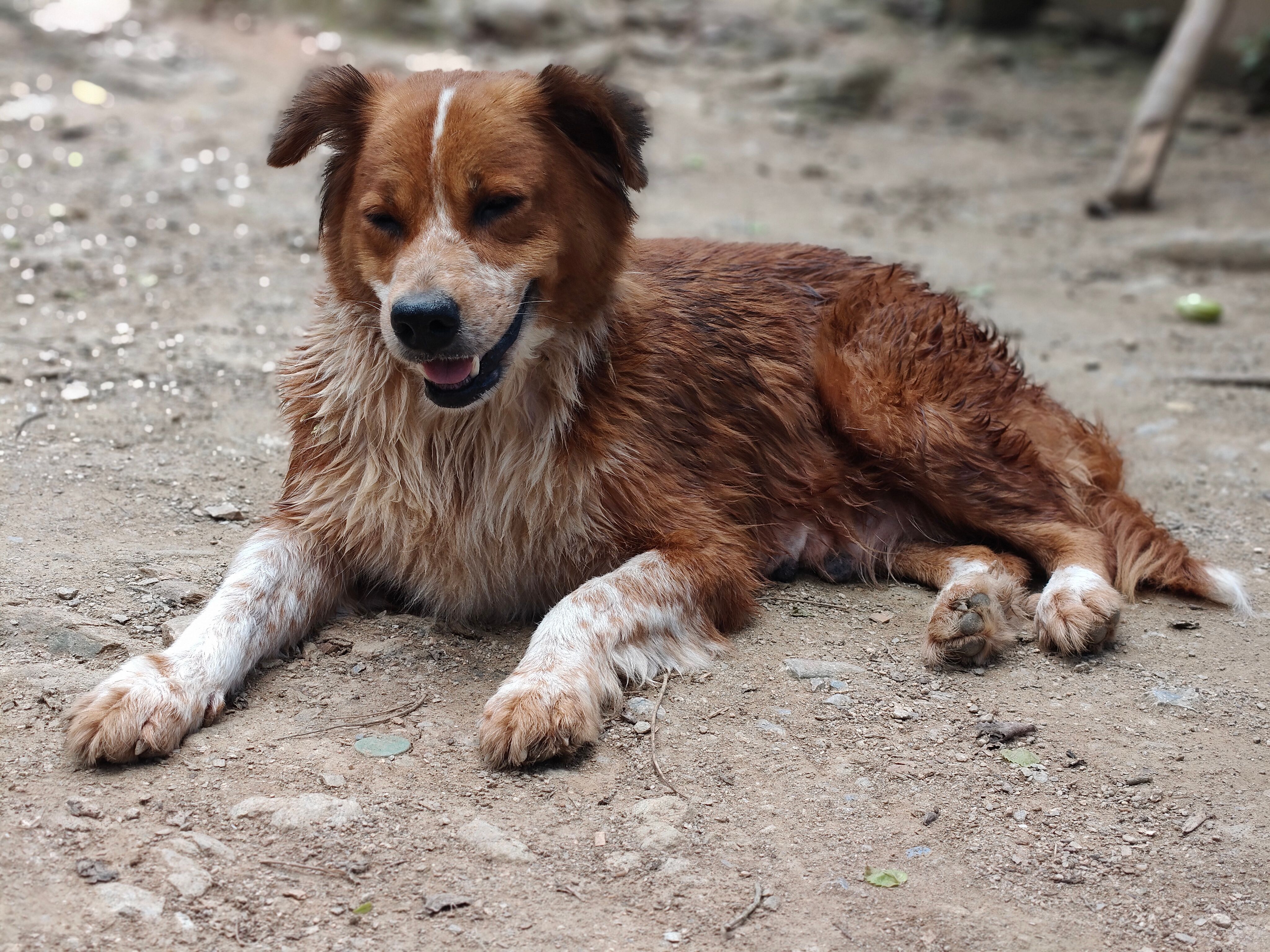 Gratis En venlig brun og hvid hund hviler på en grussti og udstråler ro og varme. Lagerfoto