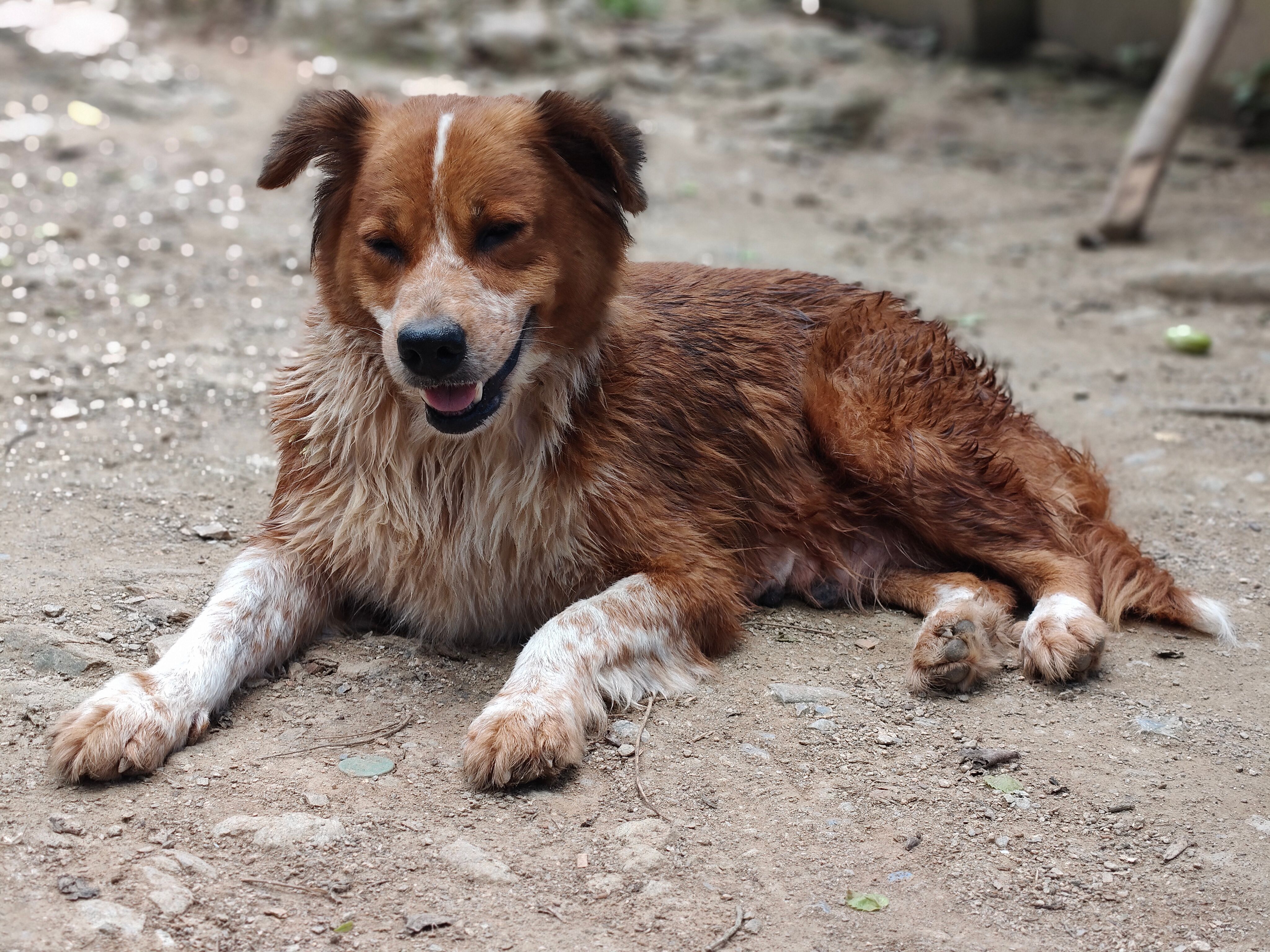 Healthcare and wellness consultation for a dog