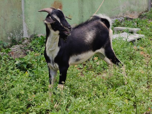 Goat in green field