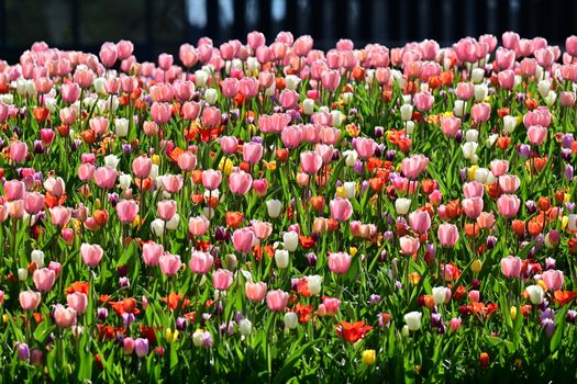 Colorful tulip field in bloom in Lisse, Zuid-Holland, Netherlands during springtime.