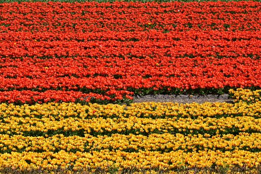 Explore the vibrant tulip fields in Lisse, Netherlands, showcasing colorful rows of red and yellow blooms.