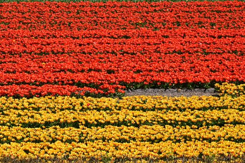 Free Explore the vibrant tulip fields in Lisse, Netherlands, showcasing colorful rows of red and yellow blooms. Stock Photo