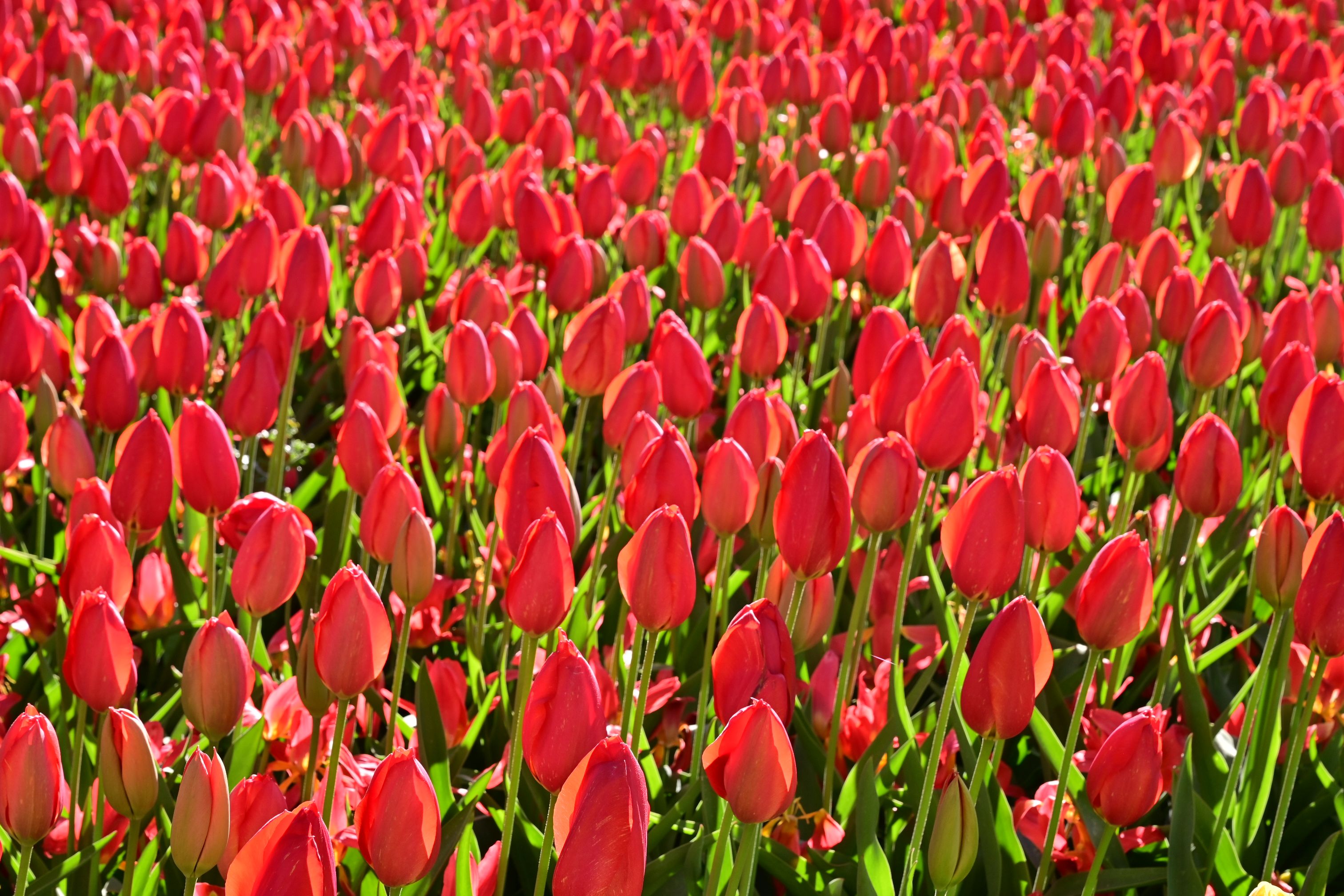 Keukenhof et les champs de tulipes