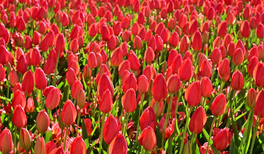 Keukenhof et les champs de tulipes