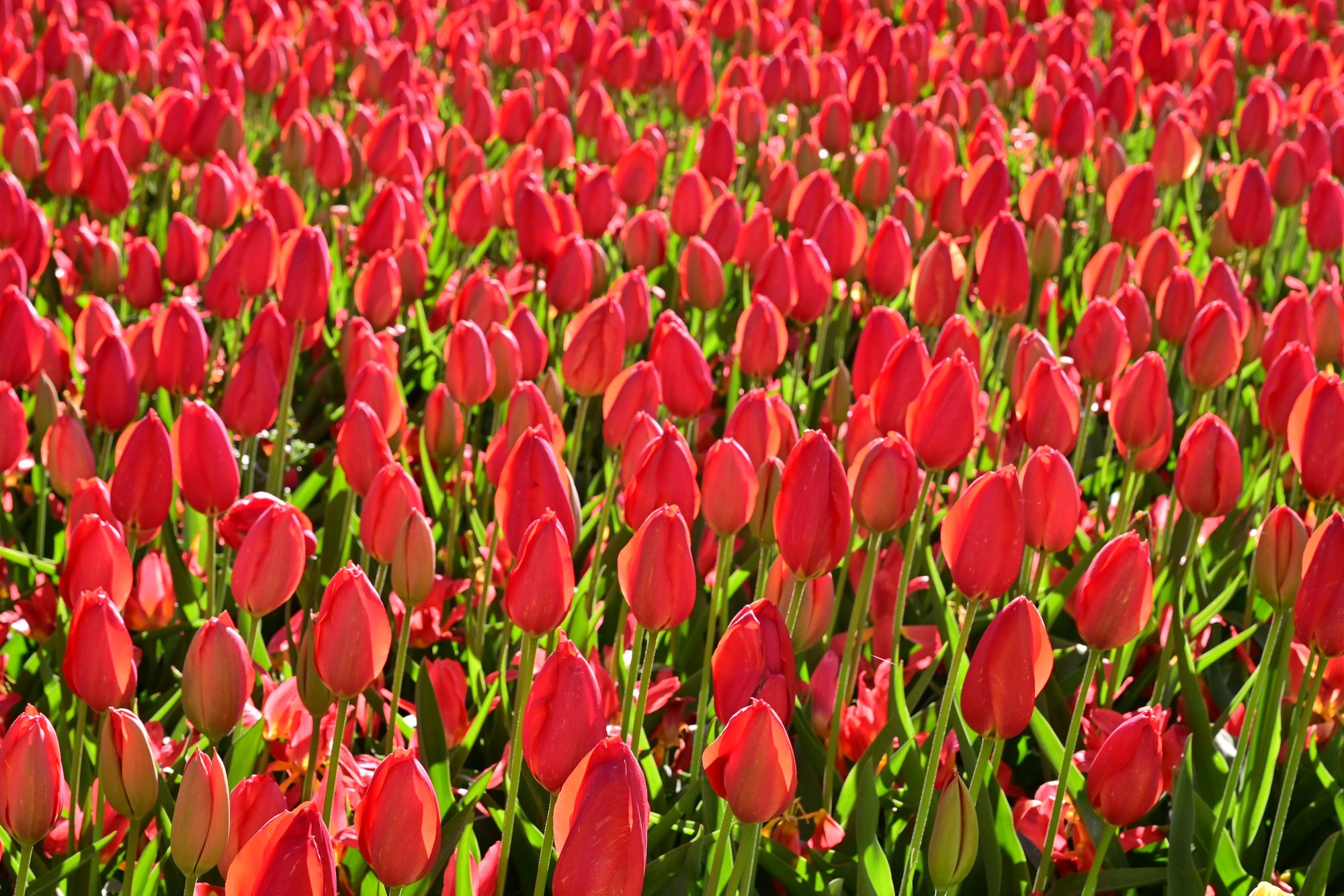 The Hague