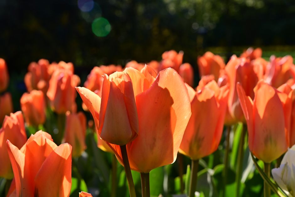 Vibrant tulip fields at Keukenhof Gardens in Lisse, Netherlands