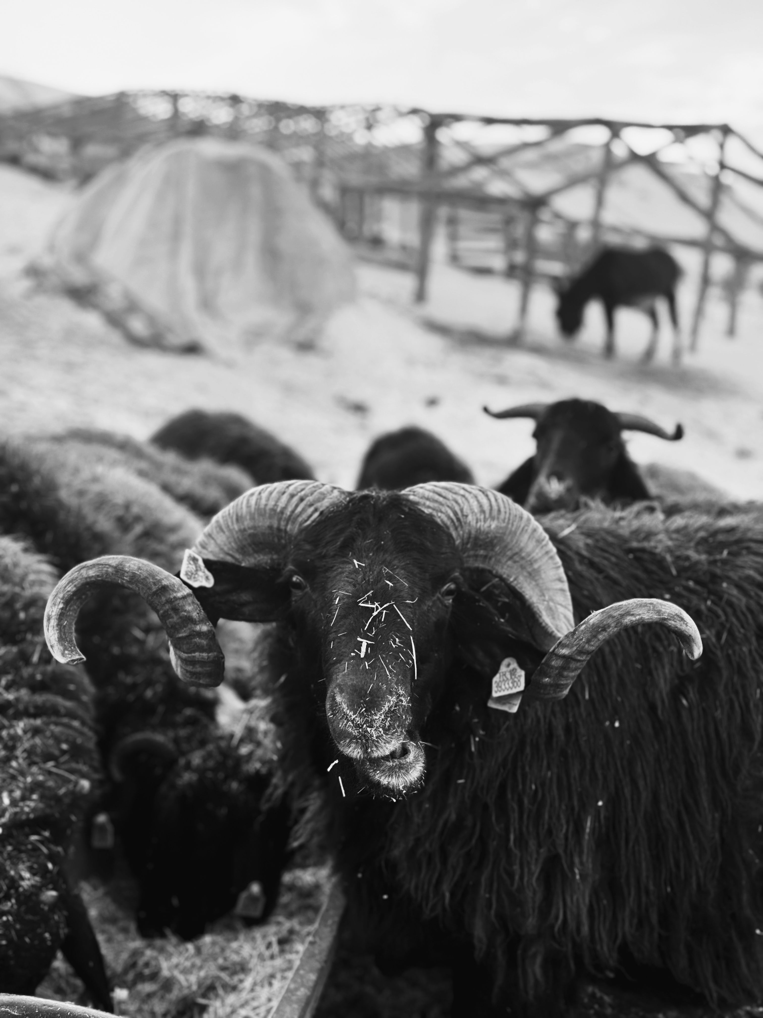 Monochrome photo of sheep with curved horns on a farm in Istanbul, Türkiye.