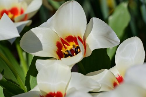 Free Close-up of blooming white tulips with red centers in Lisse, capturing the essence of spring. Stock Photo